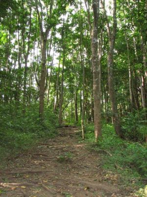 Waihe'e Ridge Trail
