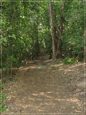 Big Island - Bird Trail
