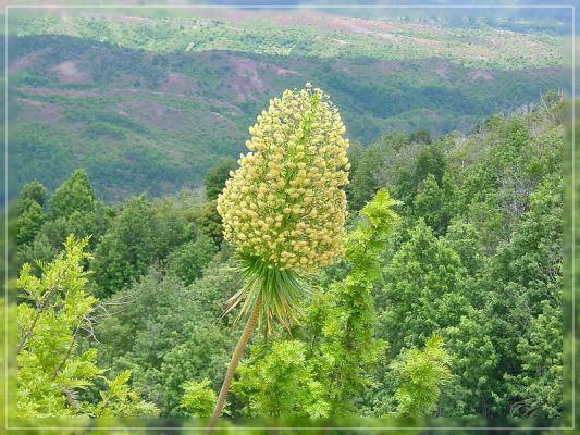 Iliau, Kaua'i Silversword
