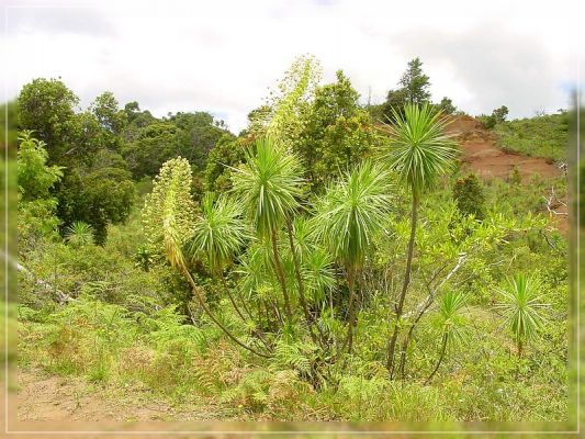 Iliau - Kaua'i Silversword
