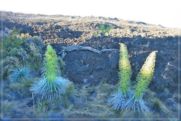 Mauna Loa Silberschwert
