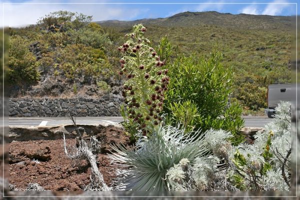 Haleakala Silberschwert
