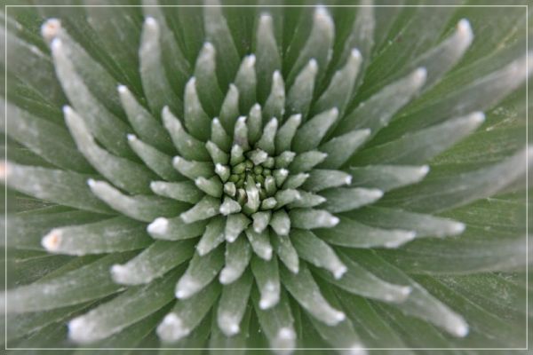 Haleakala Silversword
