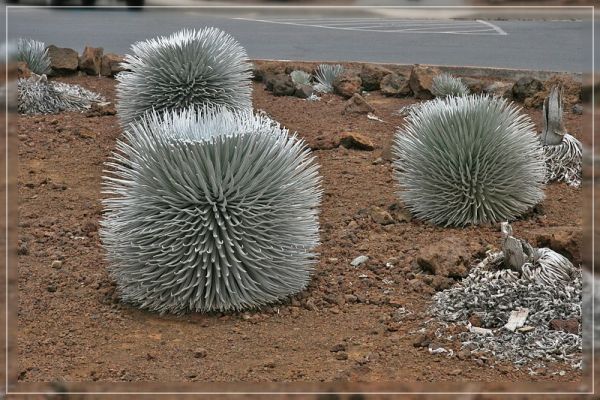 Haleakala Silversword
