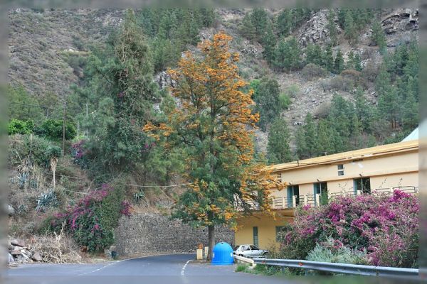 Barranco de Agaete, silk oak tree
