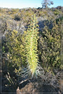 Mauna Loa Silberschwert
