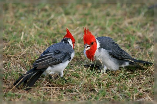 red_crested_cardinal.JPG