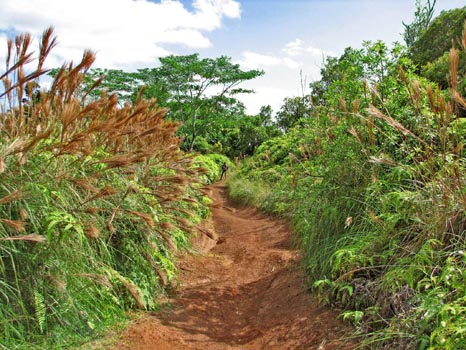 Powerline Trail south
