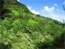 O'ahu: Maunawili Trail Pali side