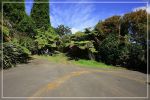 Big Island : Maka'ala Fern Forest Trail (= Wright Road Trail)