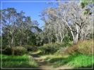 Big Island: Bird Trail