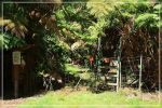 Big Island : Maka'ala Fern Forest Trail (= Wright Road Trail)