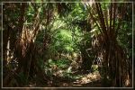 Big Island : Maka'ala Fern Forest Trail (= Wright Road Trail)