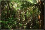 Big Island : Maka'ala Fern Forest Trail (= Wright Road Trail)