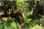 Big Island : Maka'ala Fern Forest Trail (= Wright Road Trail)