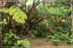 Big Island : Maka'ala Fern Forest Trail (= Wright Road Trail)