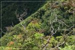 Kuli'ou'ou Ridge Trail