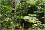 Big Island : Maka'ala Fern Forest Trail (= Wright Road Trail)