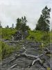 Big Island: Naulu Trail