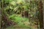 Big Island : Maka'ala Fern Forest Trail (= Wright Road Trail)