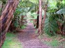 Big Island. Crater Rim Trail