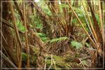 Big Island : Maka'ala Fern Forest Trail (= Wright Road Trail)