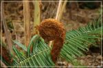 Big Island : Maka'ala Fern Forest Trail (= Wright Road Trail)