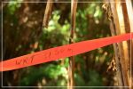 Big Island : Maka'ala Fern Forest Trail (= Wright Road Trail)