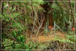 Big Island : Maka'ala Fern Forest Trail (= Wright Road Trail)