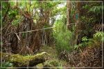 Big Island : Maka'ala Fern Forest Trail (= Wright Road Trail)
