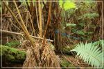 Big Island : Maka'ala Fern Forest Trail (= Wright Road Trail)