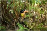 Big Island : Maka'ala Fern Forest Trail (= Wright Road Trail)