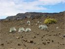 Maui, Haleakala: Sliding Sands Trail