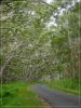 Big Island, Mauna Loa Road