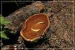 Big Island, Pu'u O'o Trail