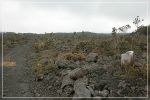 Big Island, Powerline Trail