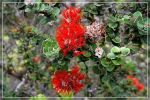 Big Island, Pu'u O'o Trail