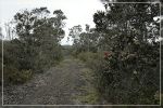 Big Island, Powerline Trail