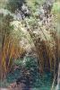 Akaka_Falls_State_Park.jpg