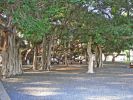 Banyan Tree in Lahaina.jpg