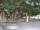 Banyan Tree.jpg