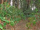 Berry Flat Trail3.jpg