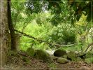 Maui: Waihe'e Valley Trail