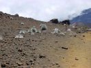 "Silverswords" im Haleakala Krater