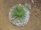 und weil's so schön ist - nochmal ein Silversword