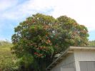 Plumeria