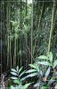 Na'ili'ili'haele Trail