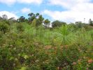 Iliau Nature Loop Trail-1.jpg