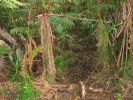 Kahaualea Trail20.jpg