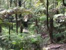 Kahaualea Trail3.jpg